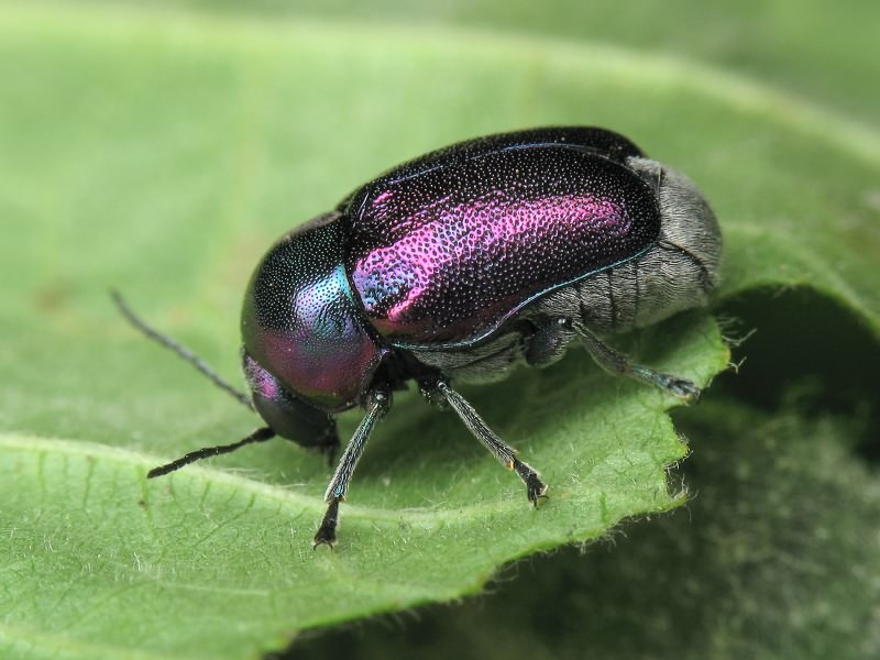 Cryptocephalus (Cryptocephalus) sericeus (Linnaeus, 1758)